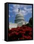 Capitol Building, Washington, D.C., USA-null-Framed Stretched Canvas