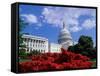 Capitol Building, Washington, D.C., USA-null-Framed Stretched Canvas