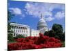 Capitol Building, Washington, D.C., USA-null-Mounted Photographic Print