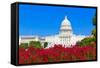 Capitol Building Washington DC Pink Flowers Garden USA Congress US-holbox-Framed Stretched Canvas