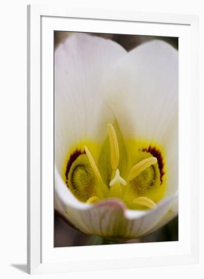 Capitol Reef NP, Utah, USA Detail, blossom of sego lily.-Scott T. Smith-Framed Photographic Print