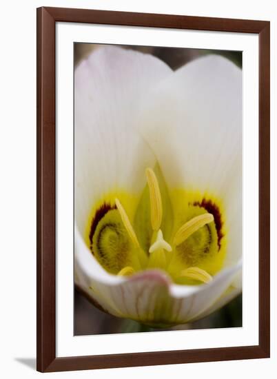 Capitol Reef NP, Utah, USA Detail, blossom of sego lily.-Scott T. Smith-Framed Photographic Print