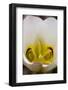 Capitol Reef NP, Utah, USA Detail, blossom of sego lily.-Scott T. Smith-Framed Photographic Print