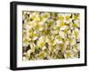 Capitol Reef NP, Utah, USA Detail, cliffrose in bloom.-Scott T. Smith-Framed Photographic Print