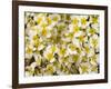 Capitol Reef NP, Utah, USA Detail, cliffrose in bloom.-Scott T. Smith-Framed Photographic Print