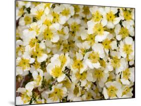 Capitol Reef NP, Utah, USA Detail, cliffrose in bloom.-Scott T. Smith-Mounted Photographic Print