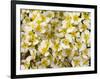 Capitol Reef NP, Utah, USA Detail, cliffrose in bloom.-Scott T. Smith-Framed Photographic Print