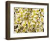 Capitol Reef NP, Utah, USA Detail, cliffrose in bloom.-Scott T. Smith-Framed Photographic Print