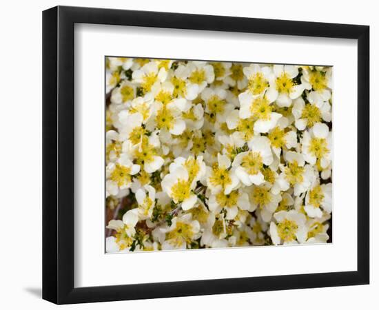 Capitol Reef NP, Utah, USA Detail, cliffrose in bloom.-Scott T. Smith-Framed Photographic Print