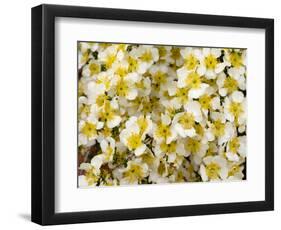Capitol Reef NP, Utah, USA Detail, cliffrose in bloom.-Scott T. Smith-Framed Photographic Print