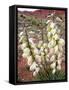 Capitol Reef NP, Utah, USA Harriman's yucca in bloom.-Scott T. Smith-Framed Stretched Canvas
