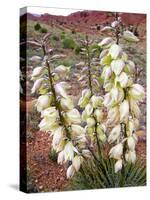 Capitol Reef NP, Utah, USA Harriman's yucca in bloom.-Scott T. Smith-Stretched Canvas