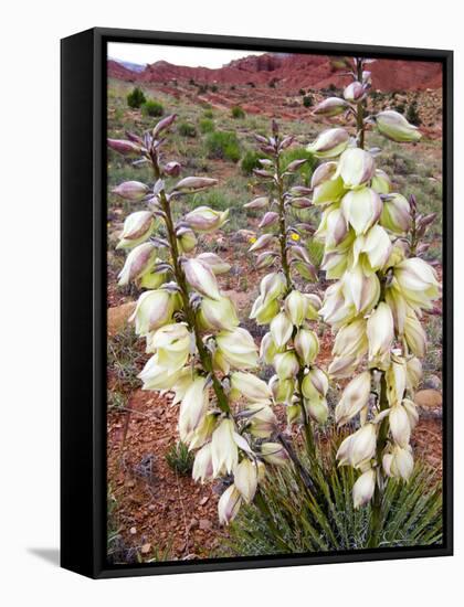 Capitol Reef NP, Utah, USA Harriman's yucca in bloom.-Scott T. Smith-Framed Stretched Canvas