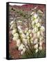 Capitol Reef NP, Utah, USA Harriman's yucca in bloom.-Scott T. Smith-Framed Stretched Canvas