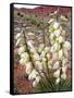 Capitol Reef NP, Utah, USA Harriman's yucca in bloom.-Scott T. Smith-Framed Stretched Canvas