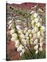 Capitol Reef NP, Utah, USA Harriman's yucca in bloom.-Scott T. Smith-Stretched Canvas