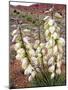 Capitol Reef NP, Utah, USA Harriman's yucca in bloom.-Scott T. Smith-Mounted Photographic Print