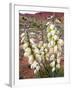 Capitol Reef NP, Utah, USA Harriman's yucca in bloom.-Scott T. Smith-Framed Photographic Print