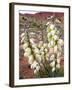 Capitol Reef NP, Utah, USA Harriman's yucca in bloom.-Scott T. Smith-Framed Photographic Print