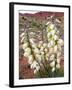 Capitol Reef NP, Utah, USA Harriman's yucca in bloom.-Scott T. Smith-Framed Photographic Print