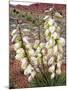 Capitol Reef NP, Utah, USA Harriman's yucca in bloom.-Scott T. Smith-Mounted Photographic Print