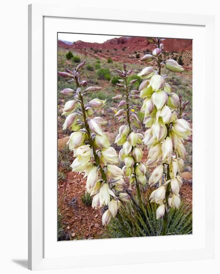 Capitol Reef NP, Utah, USA Harriman's yucca in bloom.-Scott T. Smith-Framed Photographic Print