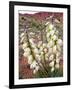 Capitol Reef NP, Utah, USA Harriman's yucca in bloom.-Scott T. Smith-Framed Photographic Print