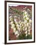 Capitol Reef NP, Utah, USA Harriman's yucca in bloom.-Scott T. Smith-Framed Photographic Print