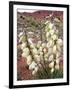 Capitol Reef NP, Utah, USA Harriman's yucca in bloom.-Scott T. Smith-Framed Photographic Print