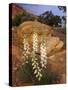 Capitol Reef NP, Utah, USA Harriman's yucca in bloom.-Scott T. Smith-Stretched Canvas