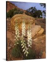 Capitol Reef NP, Utah, USA Harriman's yucca in bloom.-Scott T. Smith-Stretched Canvas