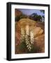 Capitol Reef NP, Utah, USA Harriman's yucca in bloom.-Scott T. Smith-Framed Photographic Print