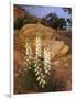 Capitol Reef NP, Utah, USA Harriman's yucca in bloom.-Scott T. Smith-Framed Photographic Print