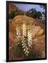 Capitol Reef NP, Utah, USA Harriman's yucca in bloom.-Scott T. Smith-Framed Photographic Print