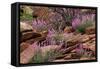 Capitol Reef NP, Utah, USA Northern sweetvetch in bloom.-Scott T. Smith-Framed Stretched Canvas