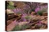 Capitol Reef NP, Utah, USA Northern sweetvetch in bloom.-Scott T. Smith-Stretched Canvas