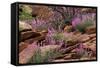 Capitol Reef NP, Utah, USA Northern sweetvetch in bloom.-Scott T. Smith-Framed Stretched Canvas