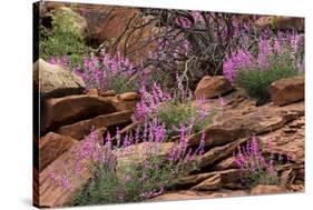 Capitol Reef NP, Utah, USA Northern sweetvetch in bloom.-Scott T. Smith-Stretched Canvas
