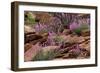 Capitol Reef NP, Utah, USA Northern sweetvetch in bloom.-Scott T. Smith-Framed Photographic Print