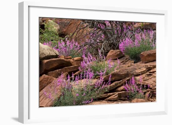 Capitol Reef NP, Utah, USA Northern sweetvetch in bloom.-Scott T. Smith-Framed Photographic Print