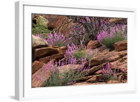 Capitol Reef NP, Utah, USA Northern sweetvetch in bloom.-Scott T. Smith-Framed Photographic Print