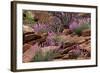 Capitol Reef NP, Utah, USA Northern sweetvetch in bloom.-Scott T. Smith-Framed Photographic Print