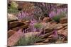 Capitol Reef NP, Utah, USA Northern sweetvetch in bloom.-Scott T. Smith-Mounted Photographic Print