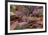 Capitol Reef NP, Utah, USA Northern sweetvetch in bloom.-Scott T. Smith-Framed Photographic Print