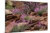 Capitol Reef NP, Utah, USA Northern sweetvetch in bloom.-Scott T. Smith-Mounted Photographic Print