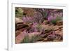 Capitol Reef NP, Utah, USA Northern sweetvetch in bloom.-Scott T. Smith-Framed Photographic Print