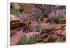 Capitol Reef NP, Utah, USA Northern sweetvetch in bloom.-Scott T. Smith-Framed Photographic Print