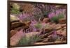 Capitol Reef NP, Utah, USA Northern sweetvetch in bloom.-Scott T. Smith-Framed Photographic Print