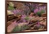 Capitol Reef NP, Utah, USA Northern sweetvetch in bloom.-Scott T. Smith-Framed Photographic Print