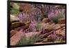 Capitol Reef NP, Utah, USA Northern sweetvetch in bloom.-Scott T. Smith-Framed Photographic Print